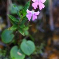 Impatiens acaulis Arn.